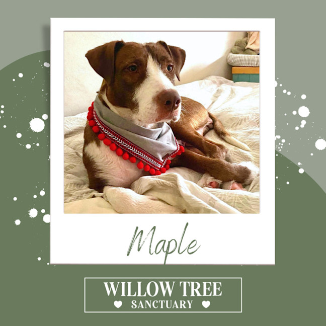 Photo of Maple