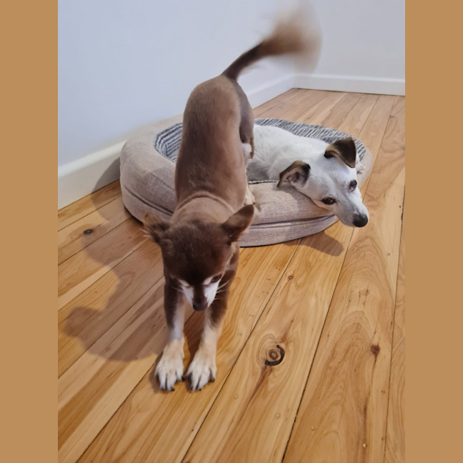 Photo of Twix And Noddy
