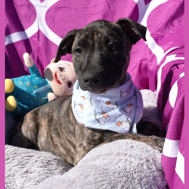 Photo of Cora