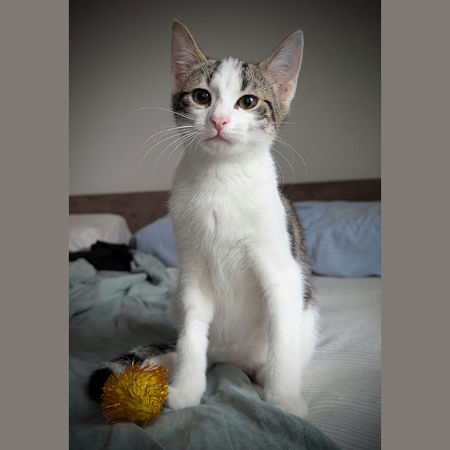 Photo of Sage