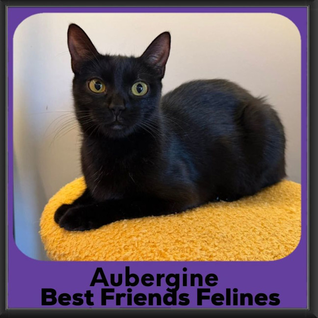 Photo of Aubergine