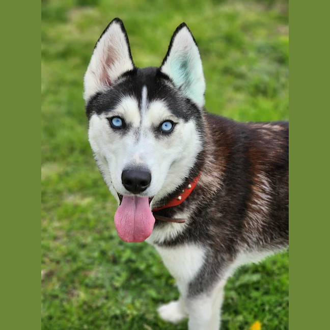 Photo of 🎠 Medusa 6366 🎠 (Happily Adopted 🥰)