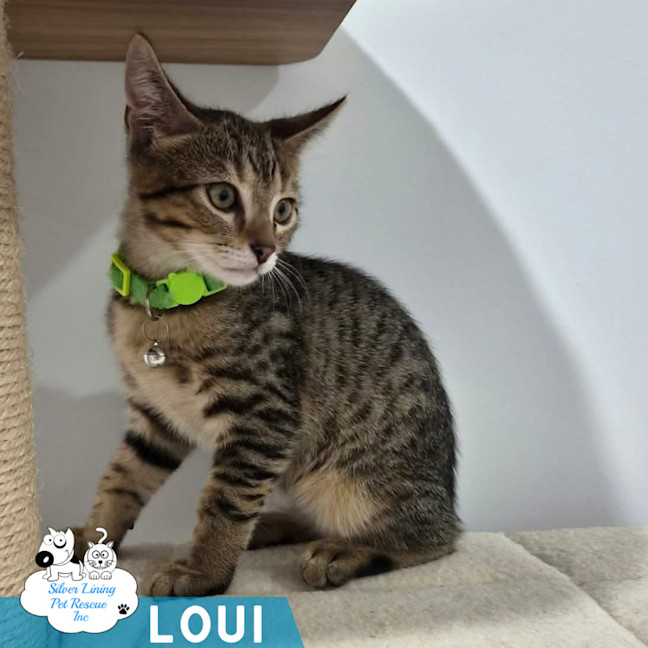 Photo of Loui