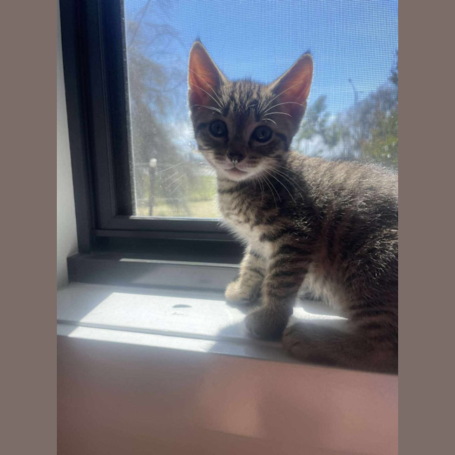 Photo of Simba