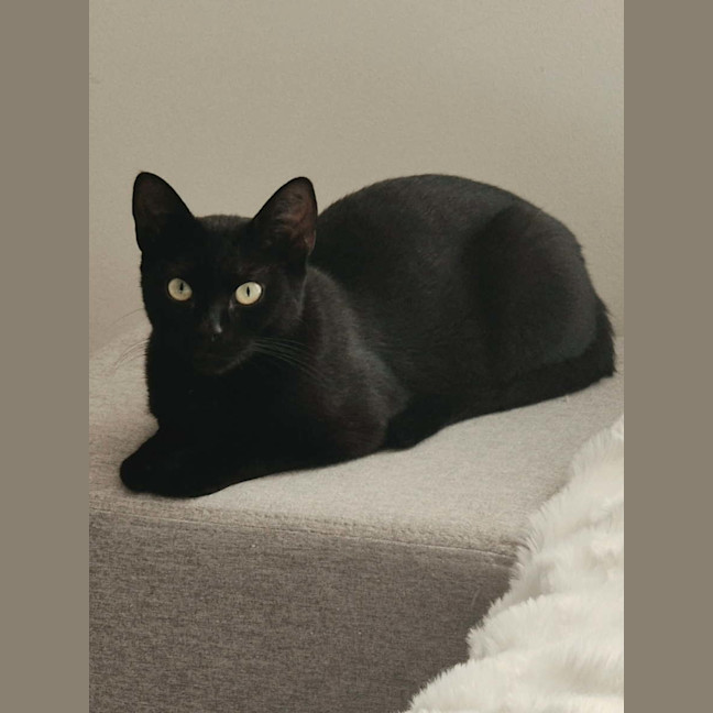 Photo of Nova