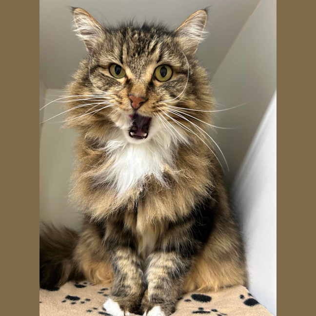 Photo of 💥 Simon 5510 💥