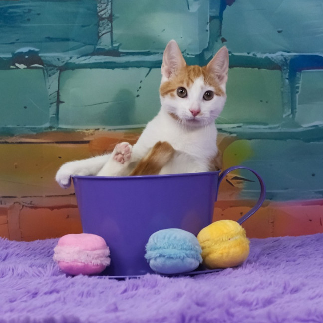 Photo of Fred Weasley