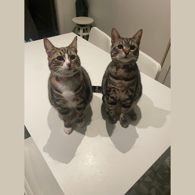 Photo of Little Miss & Yoyo