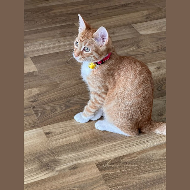 Photo of Comet