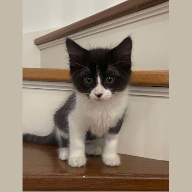 Photo of Bernard   Meet Me At Vets On Parker