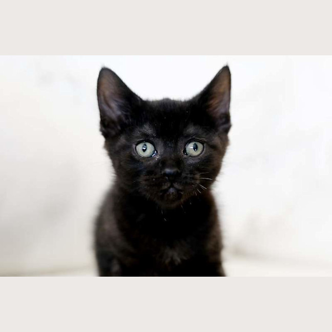 Photo of Coco