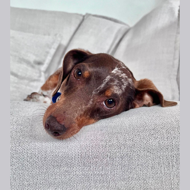 Photo of Ollie   5 Year Old Dachshund