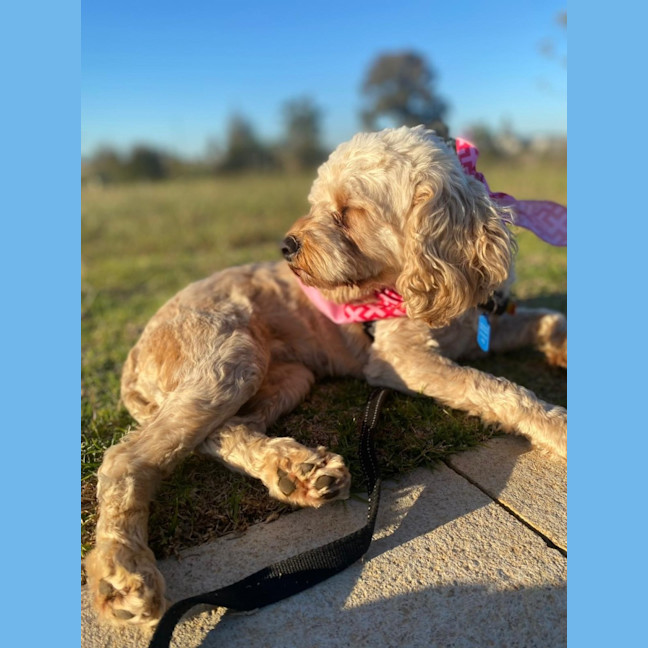 Photo of Bessie