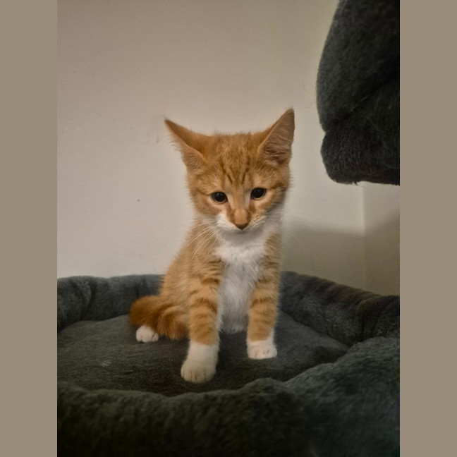 Photo of Simba