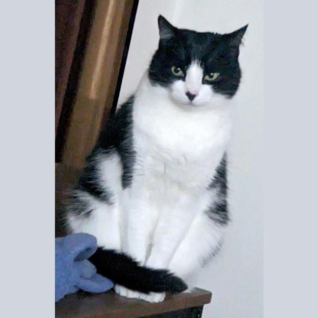 Photo of Loki Sweetness