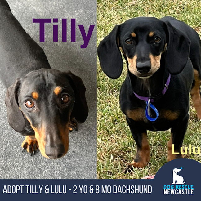 Photo of Tilly & Lulu   2 Year & 8 Month Old Dachshund