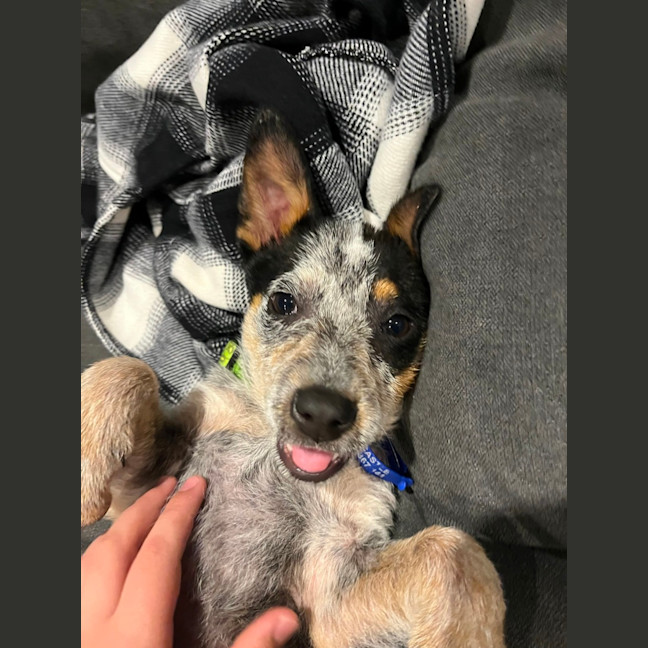 Photo of Dixie   13 Week Old Cattle Dog