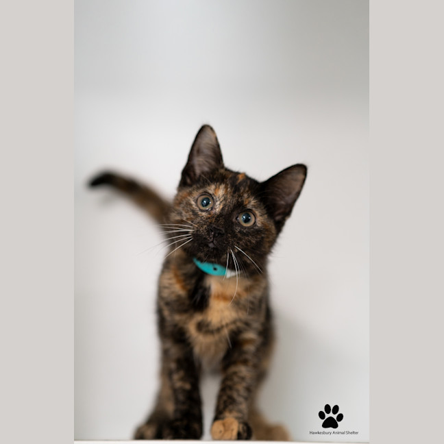 Photo of Coco