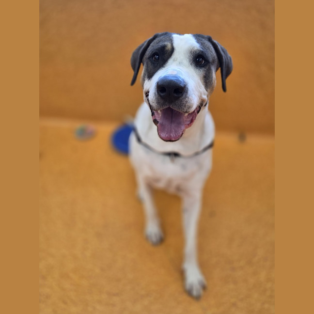 Photo of Buddy