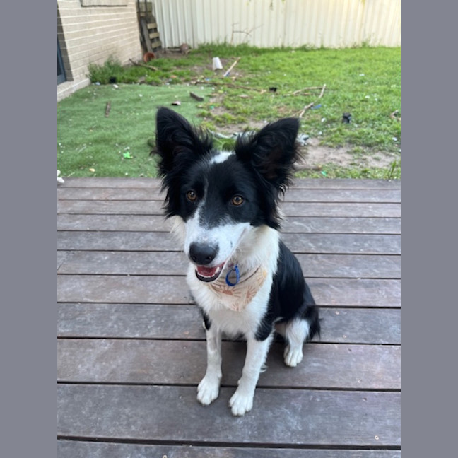 Photo of Bella   7 Month Old Border Collie (Trial)