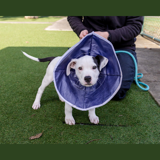 Photo of Fickelgruber