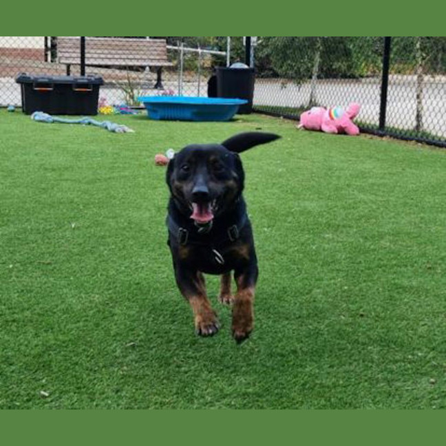Photo of Oliver