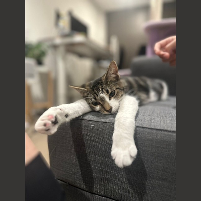 Photo of Comet