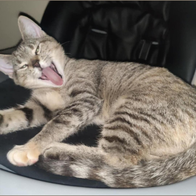 Photo of Roxy