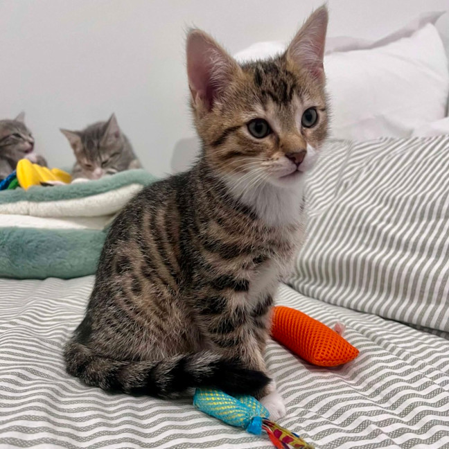 Photo of Wilbur   In Foster Care In Doreen