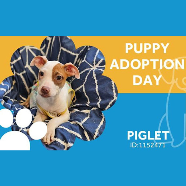 Photo of Piglet