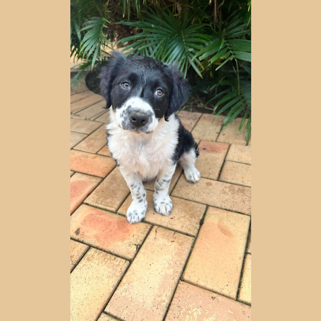 Photo of Lola
