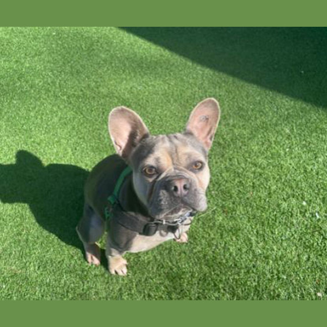 Photo of Coco