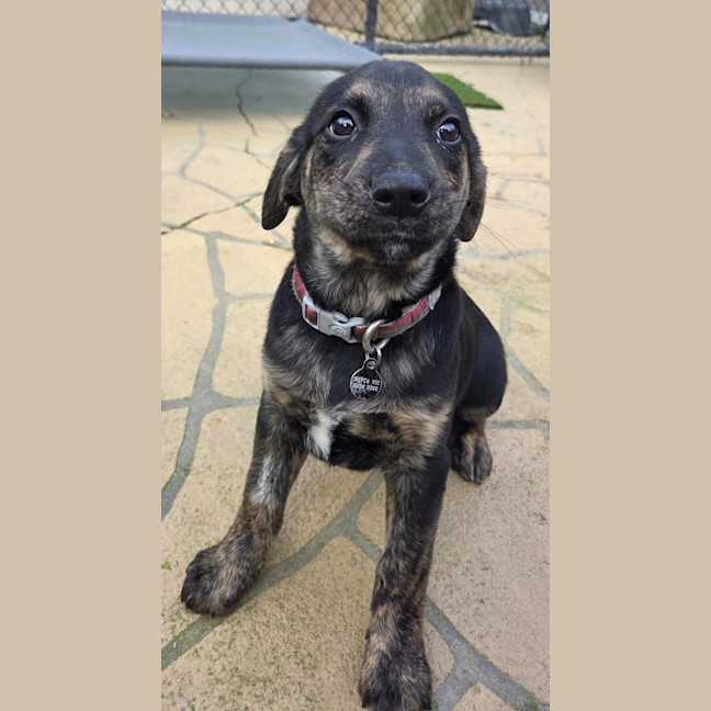 Photo of Barley (Now Bailey)