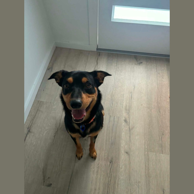 Photo of Rasem   10 Month Old Kelpie