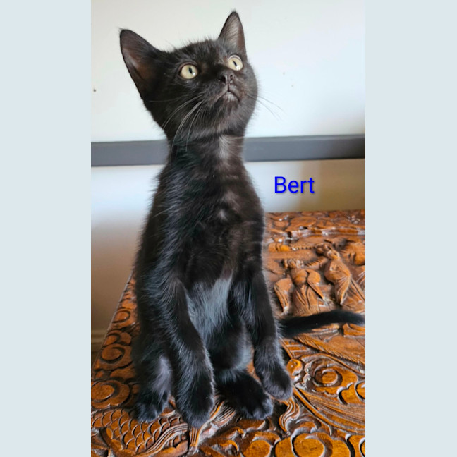 Photo of Bert Meet Me@Petstock Keysborough Store