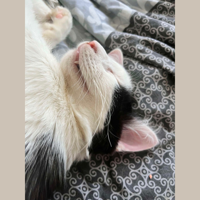 Photo of Fedora *9 Lives Project Rescue* 