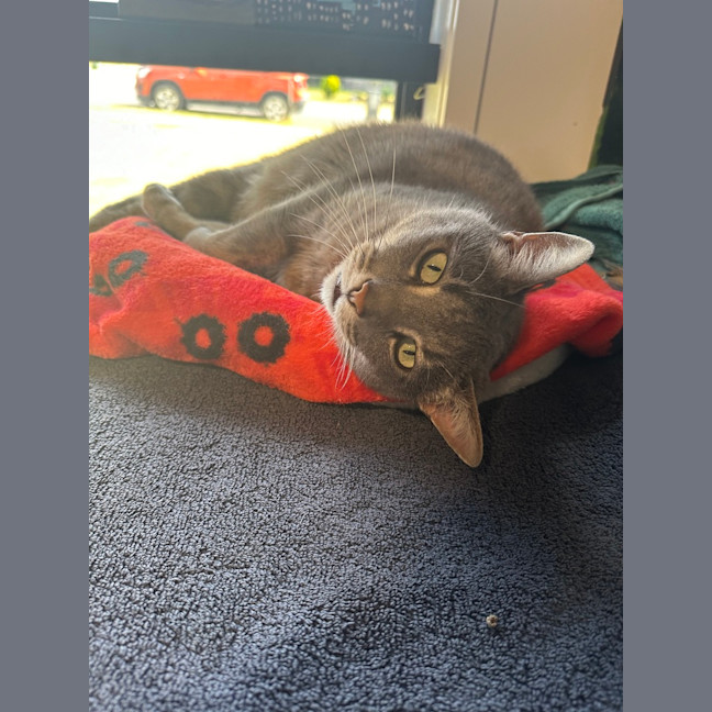 Photo of Donut