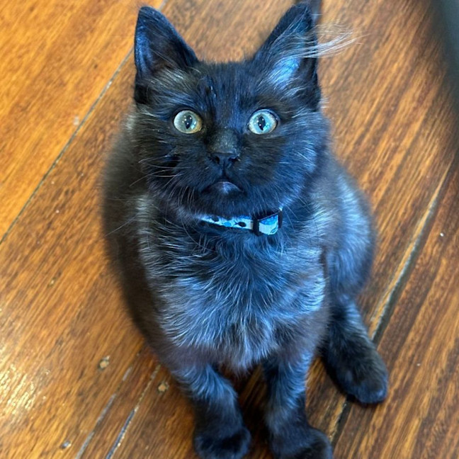Photo of Midnight