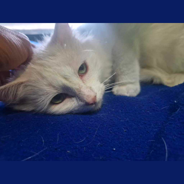 Photo of Grandpa Max