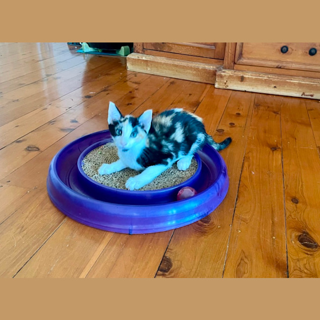 Photo of Ivy