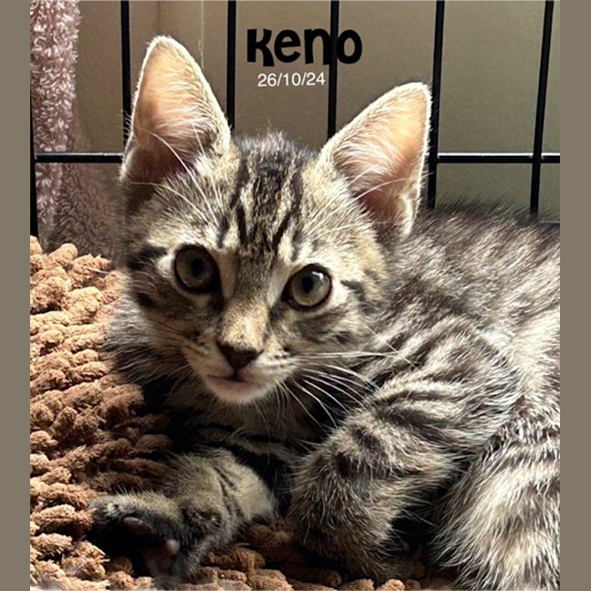 Photo of Keno
