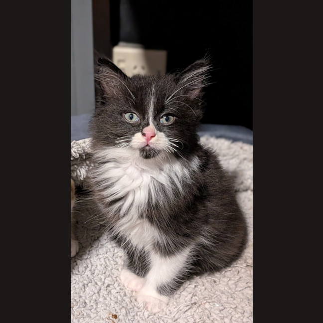 Photo of Biscuit