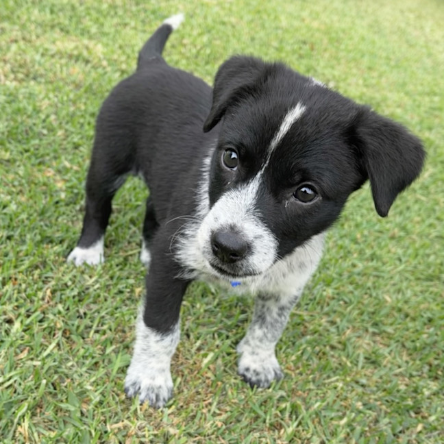 Photo of Bluey   7 Week Old Cattle Dog X Kelpie