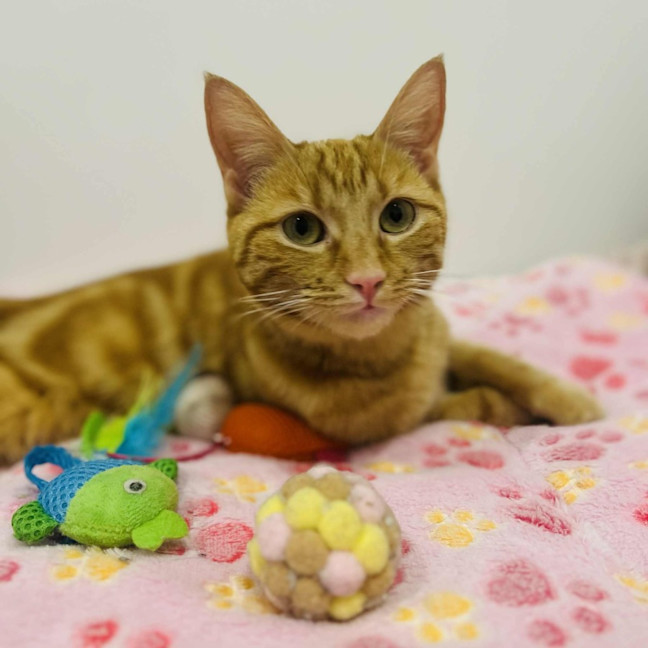 Photo of Saffron   In Foster Care In Doreen