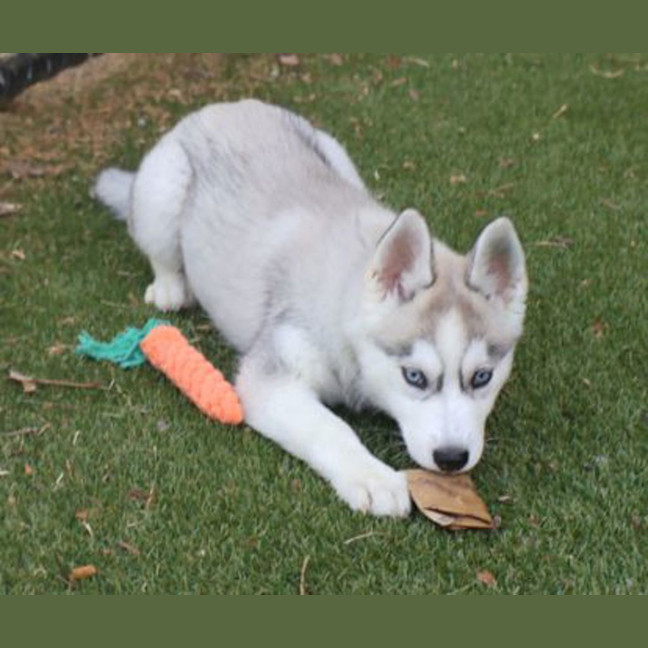 Photo of Rosie