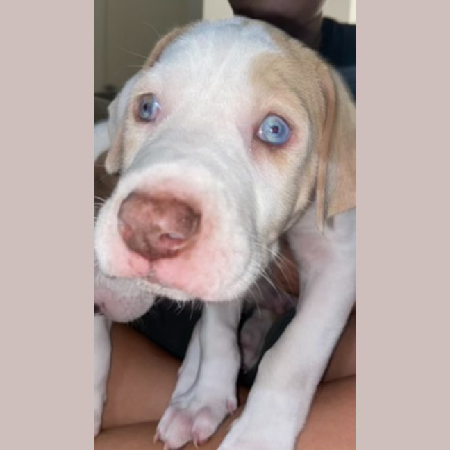 Photo of Hercules
