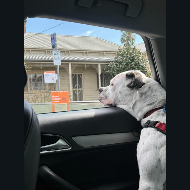 Photo of Nala