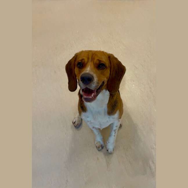 Photo of Toby