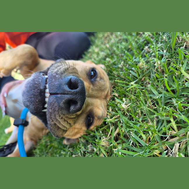 Photo of Maple
