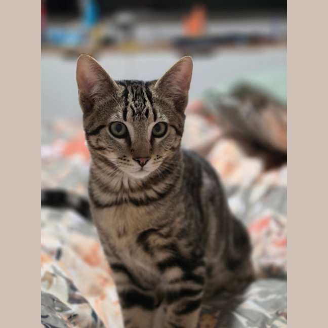Photo of Rue